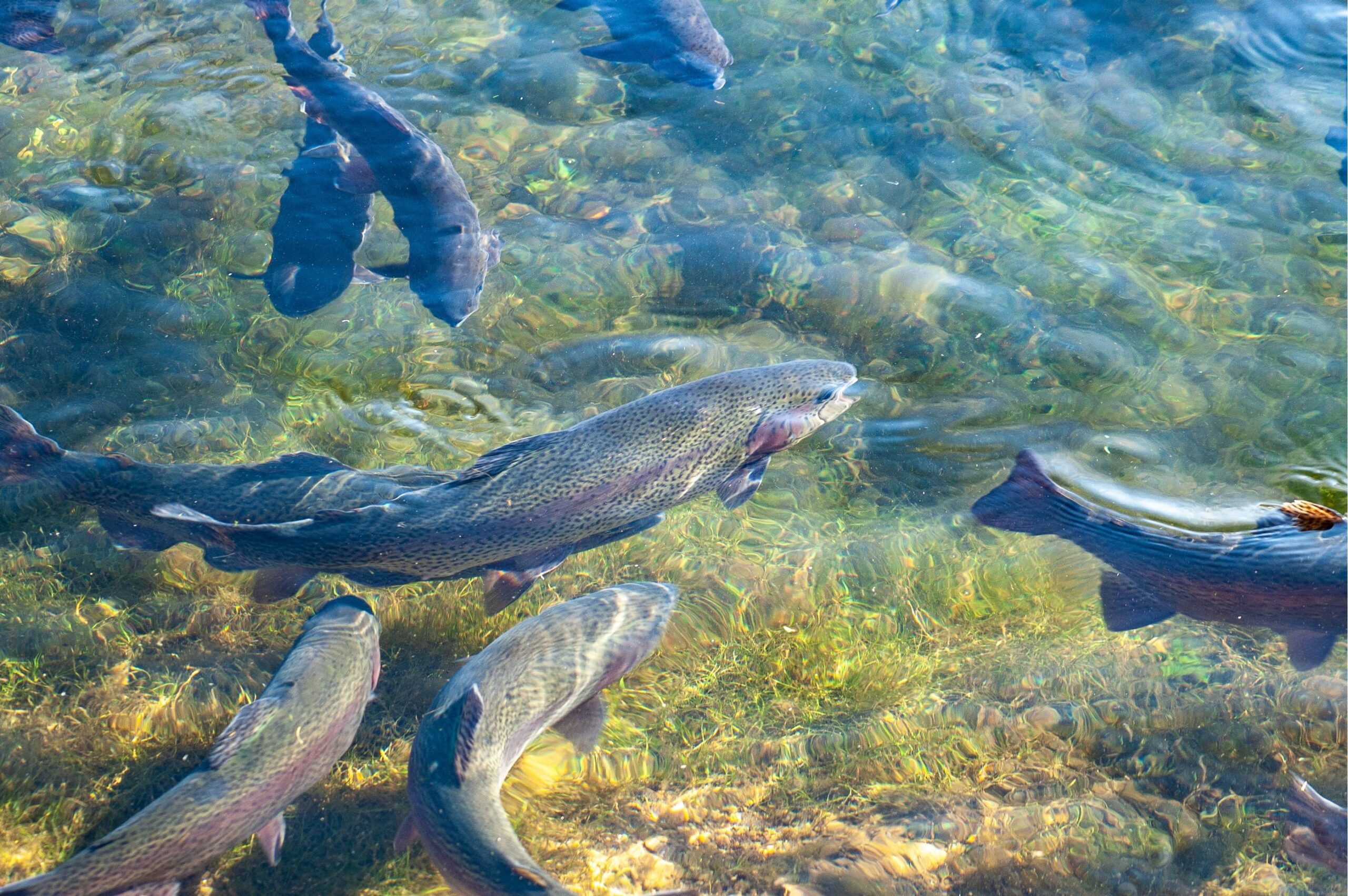 aquaculture