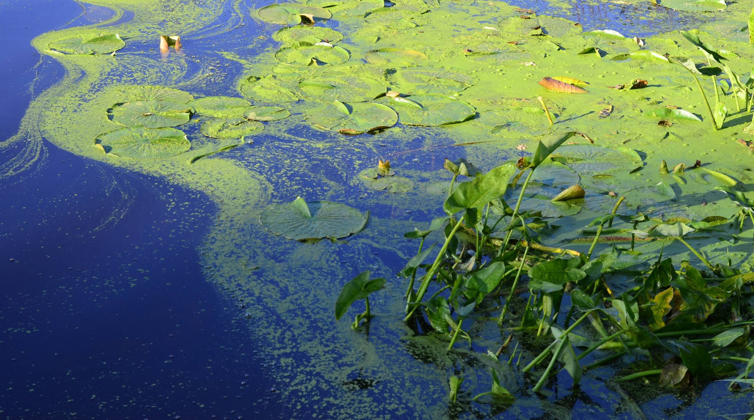 blue-green algae